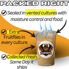TC INSECTS 32oz Flightless Fruit Fly Culture Live Feeder Insects