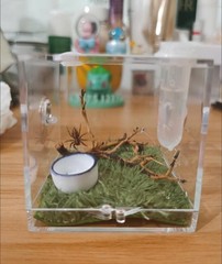 AWXZOM Spider Terrarium, Acrylic Reptile Breeding Box Jumping Clear
