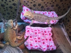 HELLO KITTY ATTACHABLE RESTING LRG SET BED COVERS WITH EXTRA FREE SET COVERS