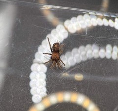 Guatemalan Tiger Rump Tarantula (Davus pentaloris) – 1/4-1/2 in