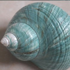 2pcs Hermit Crab Shells XL Size Opening 1.73″ Natural Sea Conch Turbo Seashel…
