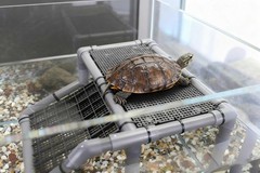 Extra Large Turtle Basking Platform, Aquatic Turtle Tank Accessories with Non..,