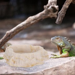 Anti Escape Feeding Bowl Chameleon Dish Bearded Dragon Accessories
