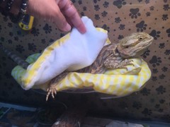 CHECKERED YELLOW LRG RESTING BED SET COVER ONLY NO FRAME BED 4 BEARDED DRAGON