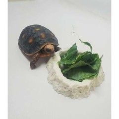 Resin Water Bowl Red or White Striped Pet Reptile Terrarium Food Dish