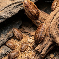 Best Live Feeder Insects Dubia Roaches – Multiple Sizes and 50, 100, 250, 500cts