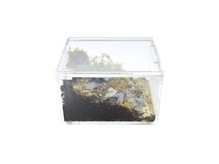 Herpcult Acrylic Reptile Terrarium Gecko Spider Vivarium Enclosure Mini Flat Cl