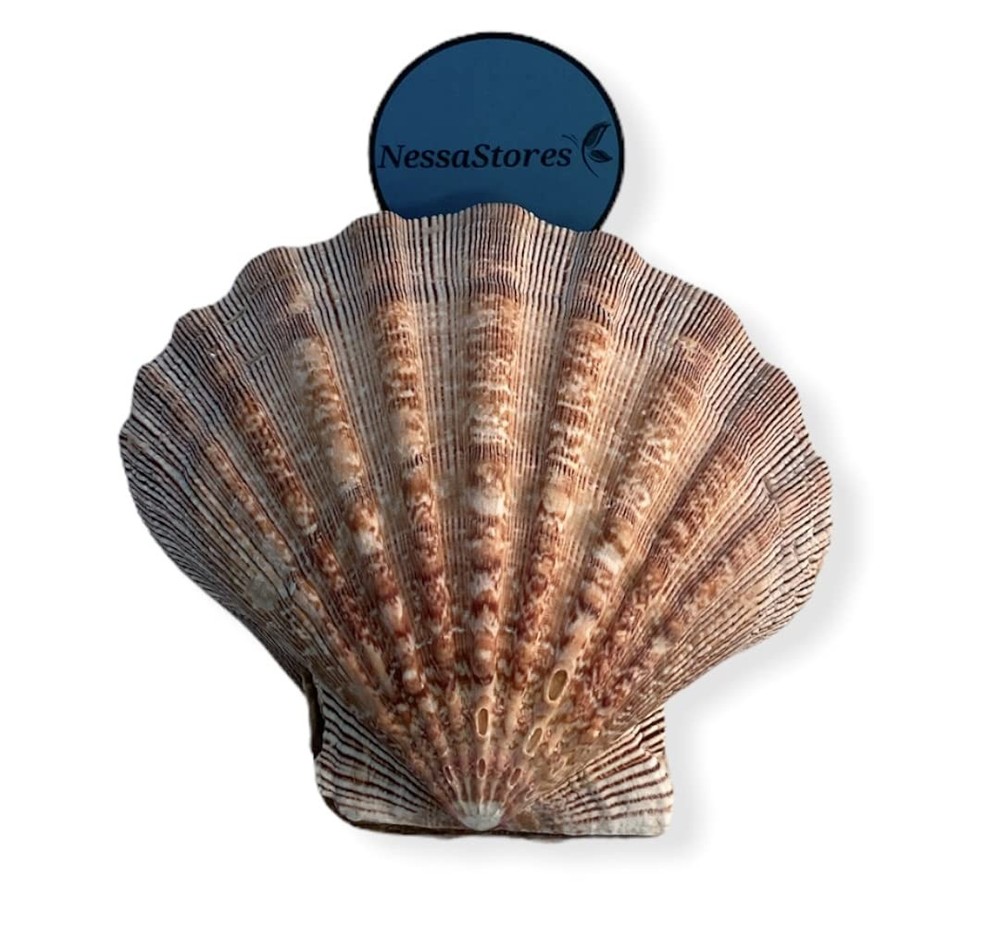 NESSASTORES – Natural Lion Paw Scallop Nautical Dish Beach 6 Pairs, Brown