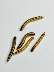 Live Superworms – 50-1000 counts – 4 different sizes – First Class/Priority Mai
