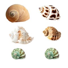 Conchas de cangrejo ermitaño Turbo Seashells caracol marino natural tamaño 2″-4″