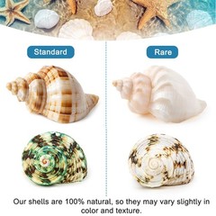 6PCS Medium Large Hermit Crab Shells | Natural Sea Conch Size 2.3″ – 3.5″, Op…