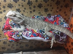 SPANISH SKULL PRINT LRG RESTING BED COVER ONLY /NO FRAME BED 4 BEARDED DRAGONS