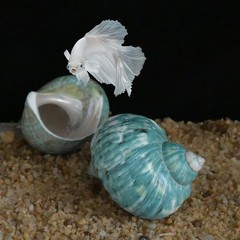 2pcs Hermit Crab Shells XL Size Opening 1.73″ Natural Sea Conch Turbo Seashel…