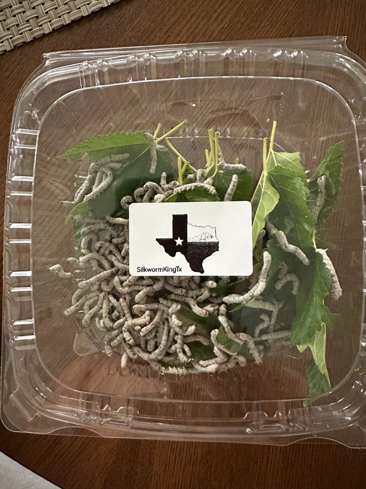 1000CT Medium Size Live Silkworms+4 sandwich bags of mulberry leaves