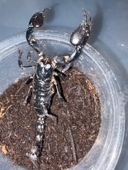 Vietnamese Asian Forest Scorpion (Heterometrus silenus) – 4-5 in