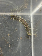 Vietnamese Black Flame Centipede (Scolopendra dehaani ‘Black Flame’) – 2 in