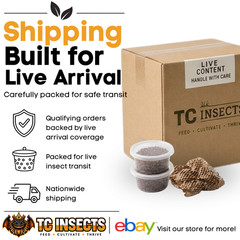 Bean Beetle Big 32oz Culture – LOADED & PRODUCING NOW! Fruit Fly Replacement!