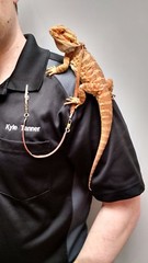Adjustable Reptile Lizard Harness and Leash-Large
