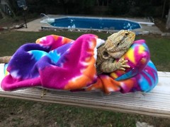 TYE DYE PRINT DESIGN LRG BED SOFT COVERS ONLY/NO FRAME BED 4 BEARDED DRAGON