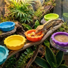 7 Pack Crested Gecko Food and Water Bowl, Eudimysx Reusable Small, 7Pack
