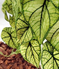 KERUIDENG Reptile Plants for Terrarium Decor, Amphibian Green Arrowhead