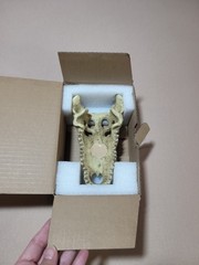 Medium Crocodile Skull For Snake Tank, Reptiles, Iguanas, New