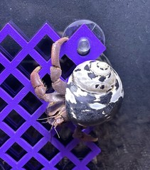 Hermit Crab Climbing Wall Hermit Crab Tank Ornament Toys Accessories Supplies