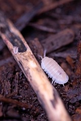 75+ Glacier Isopods LAG