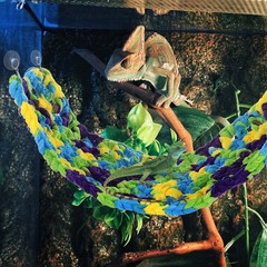 Reptile Hammock Small Hanging Bed for Bearded Dragon Fabric Dragons Lizard Beds