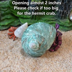 2pcs Hermit Crab Shells XL Size Opening 1.73″ Natural Sea Conch Turbo Seashel