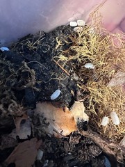 White Panda King isopods 15 count of mixed ages