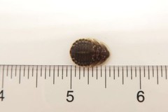 Dubia Roaches