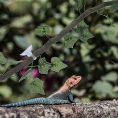 Terrarium Vines Reptile Gecko Vines Jungle Climber Vine Reptile Climbing Branch