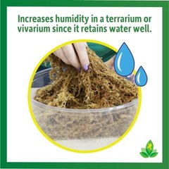 Chilean Sphagnum Moss 100g Terrarium Substrate Plant Reptile Amphibian Humidity