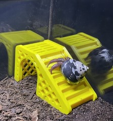 Hermit Crab Climbing Hideout Cave Hermit Crab Tank Toys Decoration Accessories