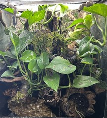 Terrarium Start Up kit-Med 10-20 gallon