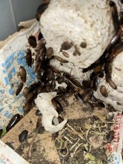 Dubia Roaches