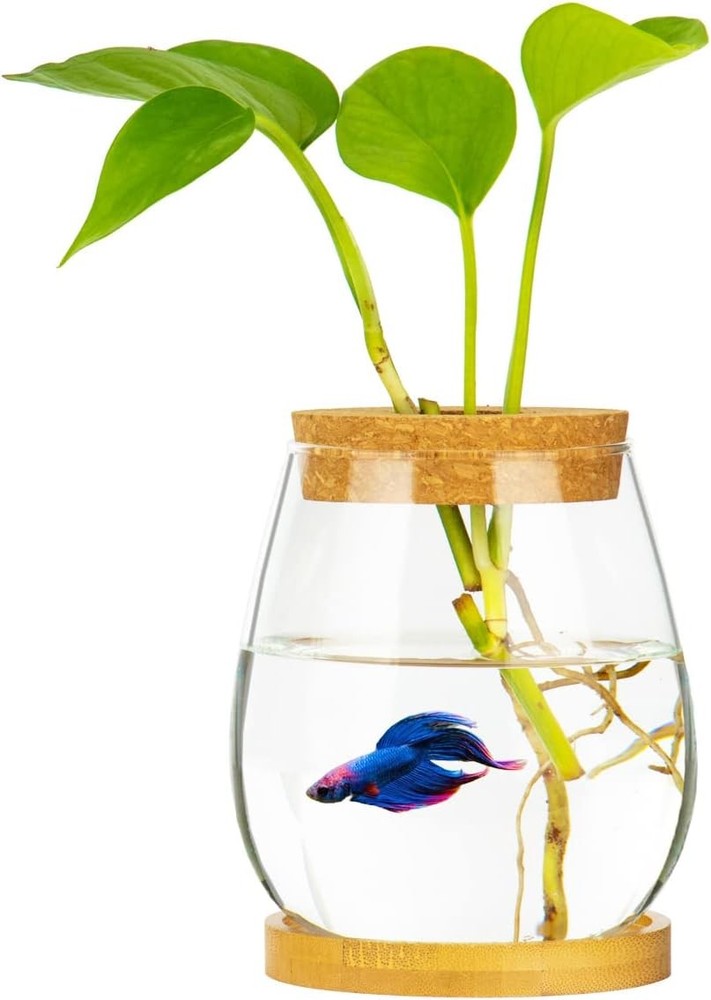 Desktop Fish Bowl Clear Glass Small Tank with Wood Lid and Bamboo Stand…