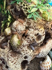 Isopods, porcellionides pruinosus, CUC for bioactive enclosure, gut loaded feede