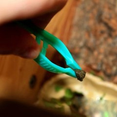 Plastic Reptile Feeding Clamp in Green for Safe and Hygienic Food Handling 20pcs