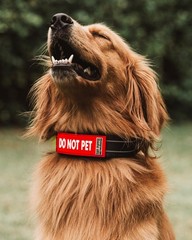 2-Pack Waterproof Collar Sleeves | Fits Any 1 Inch Wide Dog Collar | Dual Sid…