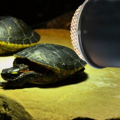 Cover Reptile Heat Lamp Shade Accessories Light Lizard Terrarium Protector