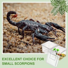 20 Pcs Insect Spider Terrariums Breeding Box Small Reptile Hatching Container