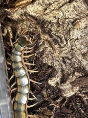 Scolopendra morsitans – Egypt Rainbow Centipede Live