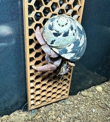 Hermit Crab Ladder Climbing Wall Hermit Crab Decor Toys Hermit Crab Accessories