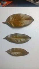 1 gallon Sterilized Magnolia Assorted Size Leaf Litter
