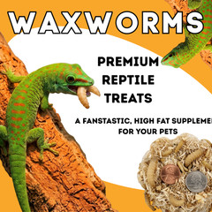 TC INSECTS Live Wax Worms Feeder Insects for Reptiles Amphibians Birds & More