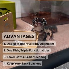 Geckopia Triple Dish | Marble