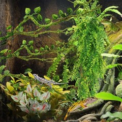 QUOZUO Reptile Plants, Terrarium Hanging Plant Vines Artificial Leaves Reptil…