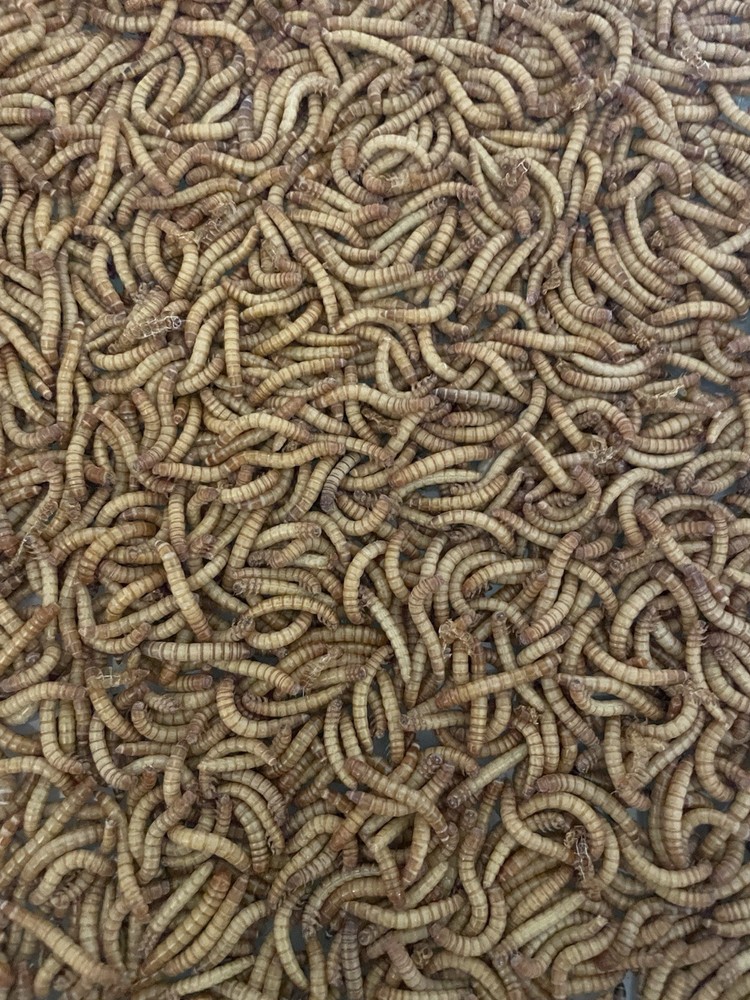 5000 Med Mealworms